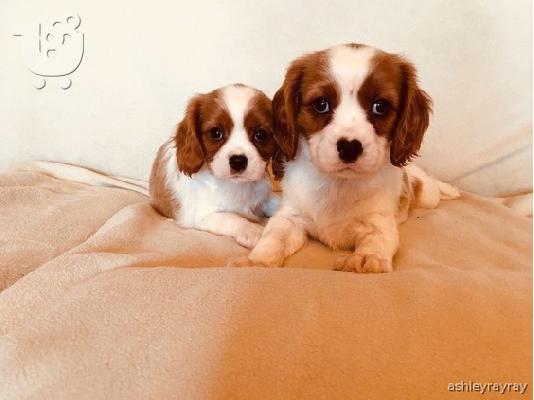 Βασιλιάς Charles Cavalier Pups